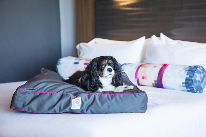 Imagen de la habitación del Hotel Aloft Miami Dadeland. Foto 15