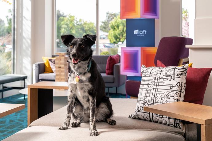 Imagen de los interiores del Hotel Aloft Mountain View. Foto 19