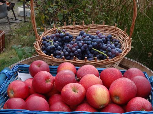 Imagen de la habitación del Hotel Alpenhof, Westendorf . Foto 7