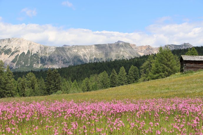 Imagen general del Hotel Alpenrose. Foto 7