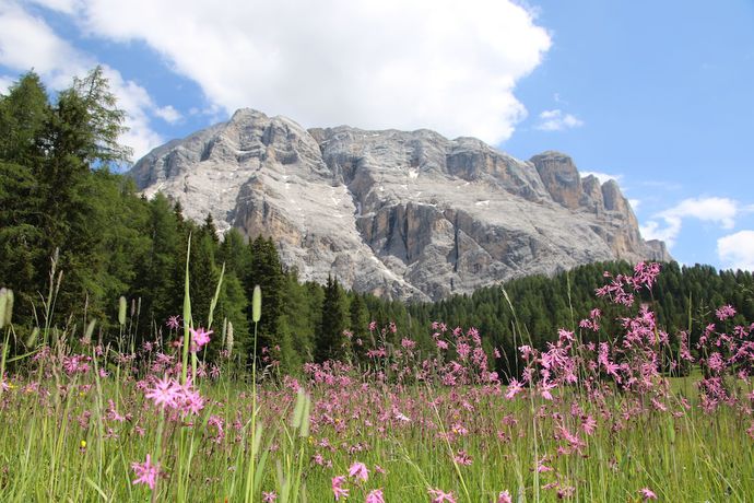 Imagen general del Hotel Alpenrose, Murin. Foto 1