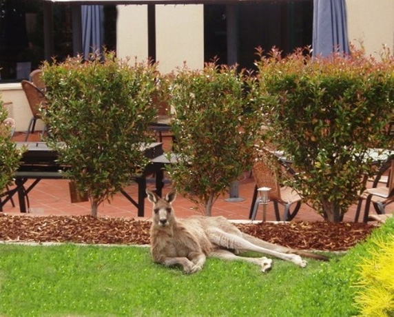 Imagen de los exteriores del Hotel Alpha Canberra. Foto 14