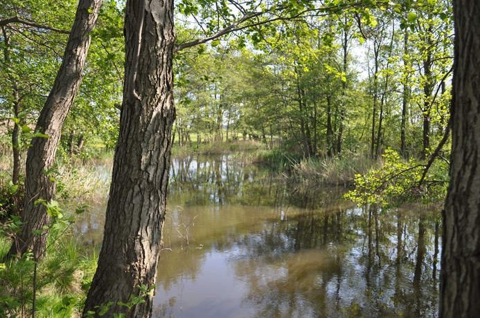 Imagen de los exteriores del Hotel Am Gothensee. Foto 16