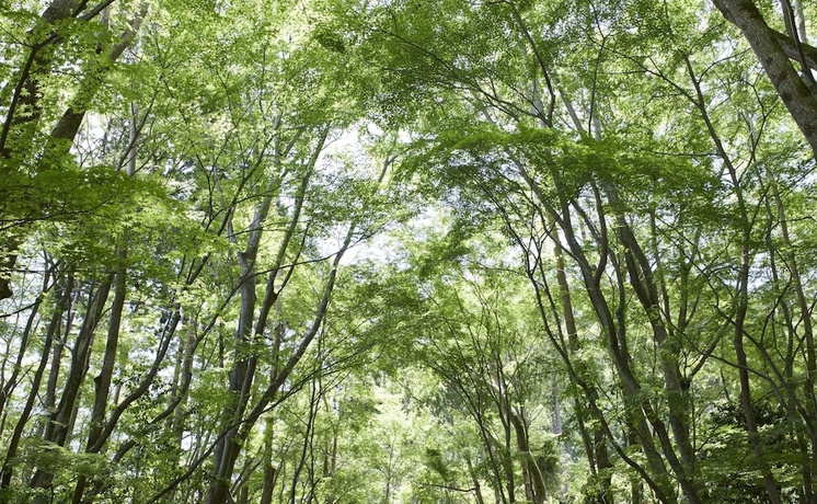 Imagen de la habitación del Hotel Aman Kyoto. Foto 14