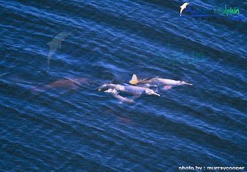 Imagen de los exteriores del Hotel Amazon Dolphin Lodge. Foto 9