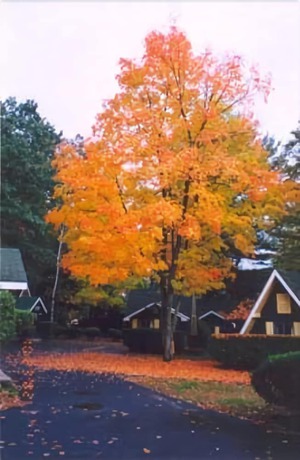 Imagen de los exteriores del Hotel Amber Lantern Lake George Motel and Cottage Rentals. Foto 17