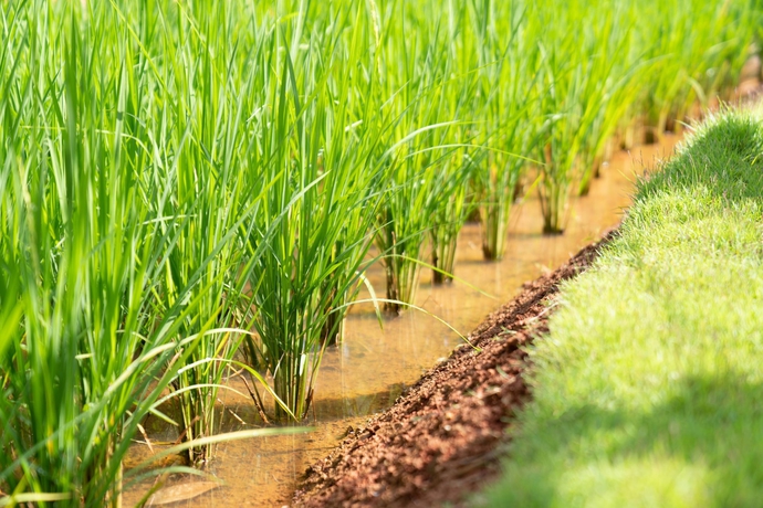 Imagen general del Hotel Anana Ecological Resort Krabi. Foto 4