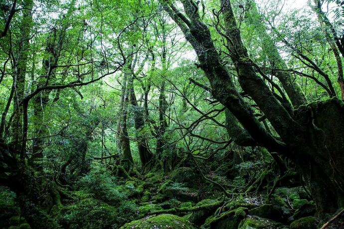 Imagen general del Hotel Ananda Chillage. Foto 3