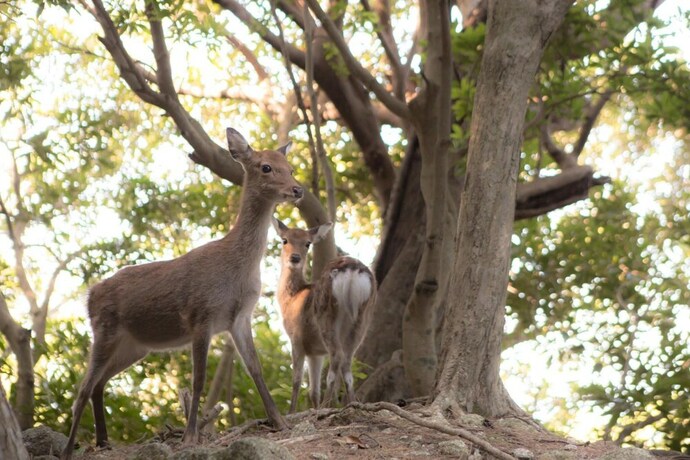 Imagen general del Hotel Ananda Chillage. Foto 15