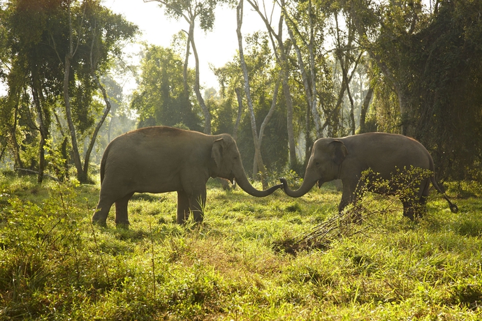 Imagen de los exteriores del Hotel Anantara Golden Triangle Elephant Camp and Resort. Foto 6