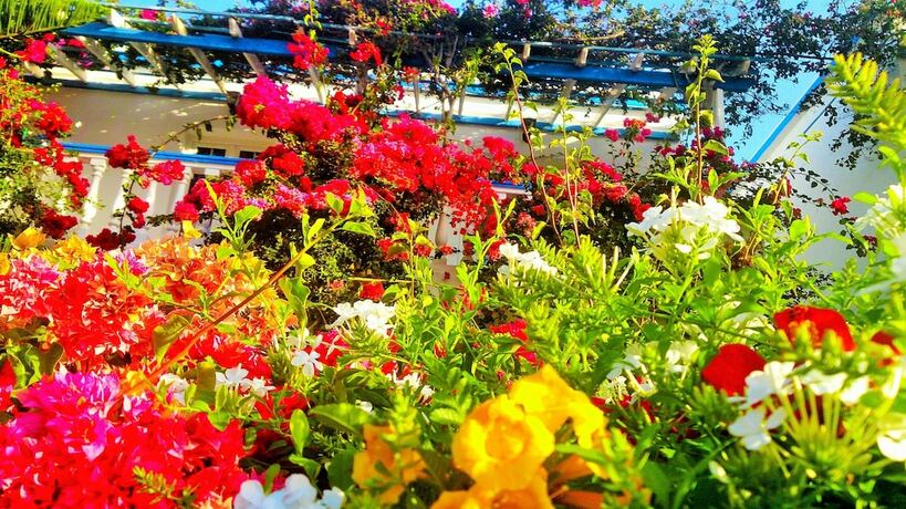 Imagen general del Hotel Angelika. Foto 8