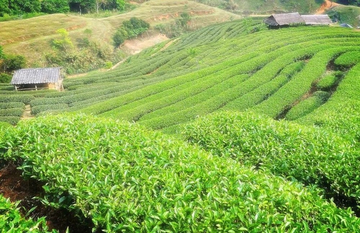 Imagen general del Hotel Angkhang Nature Resort. Foto 2