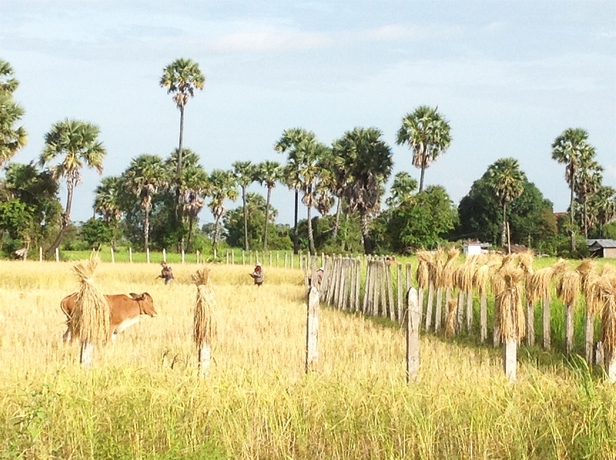 Imagen de los exteriores del Hotel Angkor Rural Boutique. Foto 11