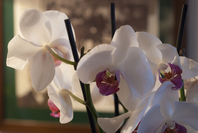 Imagen de la habitación del Hotel Antico Albergo del Sole al Pantheon. Foto 9