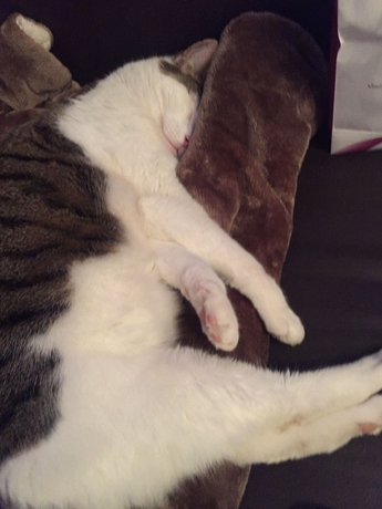 Imagen general del Hotel Apart Garni Austria. Foto 8