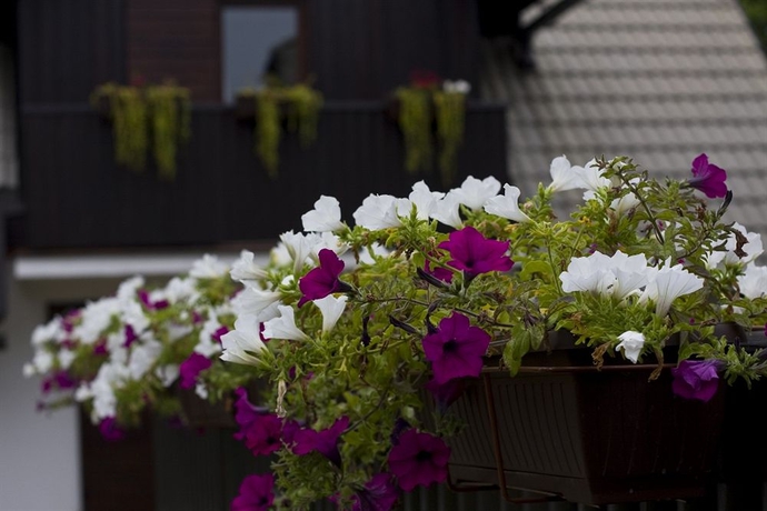 Imagen general del Hotel Apartamento Etno Garden apartment and rooms. Foto 2