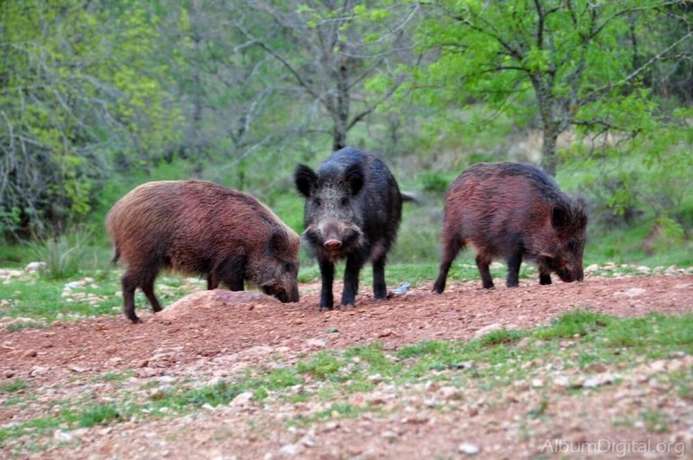 Imagen de los exteriores del Hotel Aparthotel Monte Piedra. Foto 12