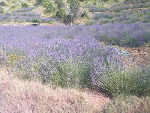 Imagen general del Hotel Apartments Desa Petric. Foto 12