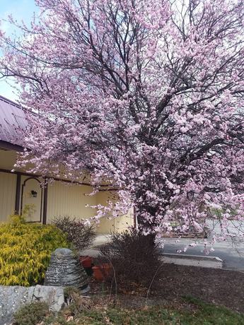 Imagen de los exteriores del Hotel Apm Inn and Suites, Martinsburg. Foto 14