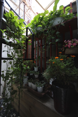 Imagen de los exteriores del Hotel Apple Backpackers. Foto 10