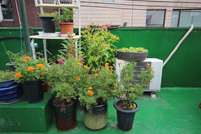 Imagen de los exteriores del Hotel Apple Backpackers. Foto 11