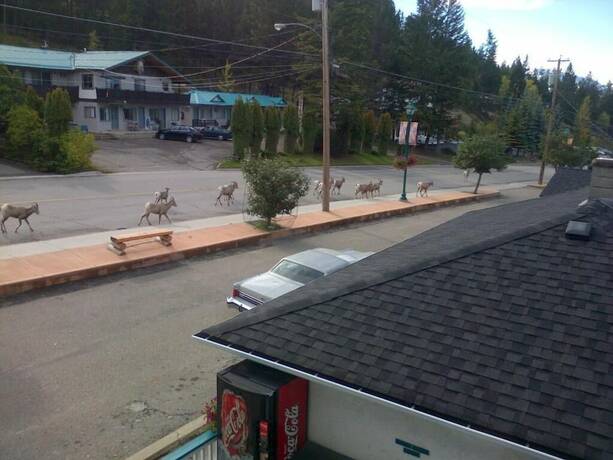Imagen general del Hotel Apple Tree Inn, Radium Hot Springs. Foto 10