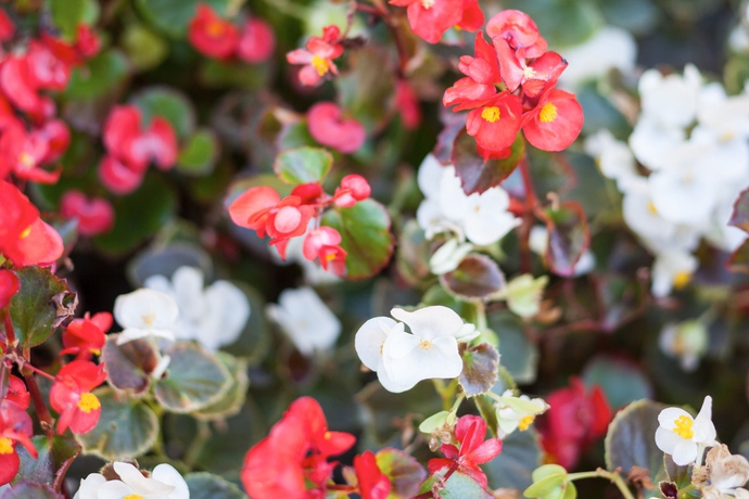 Imagen de los exteriores del Hotel Arcobaleno, Siena. Foto 11