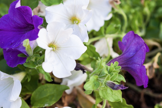 Imagen de los exteriores del Hotel Arcobaleno, Siena. Foto 13