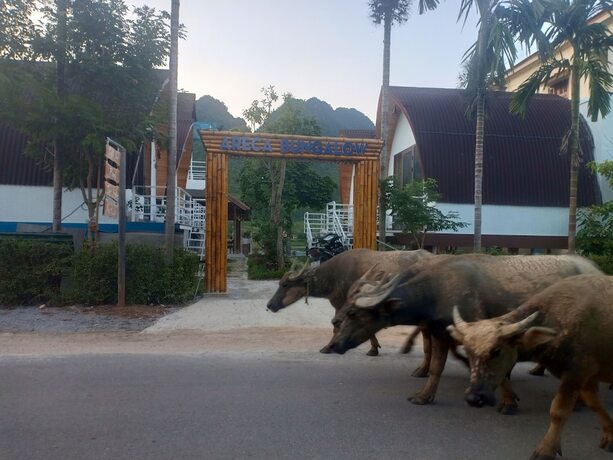 Imagen general del Hotel Areca Bungalow. Foto 12