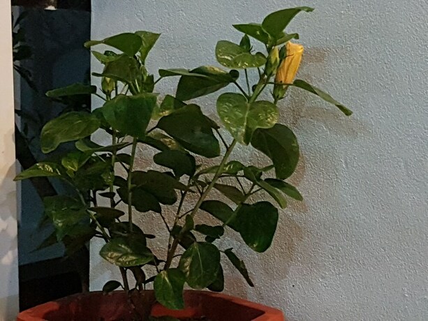 Imagen general del Hotel Areca Bungalow. Foto 13