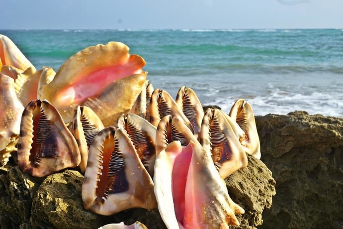 Imagen de los exteriores del Hotel Areca, Cabarete. Foto 18