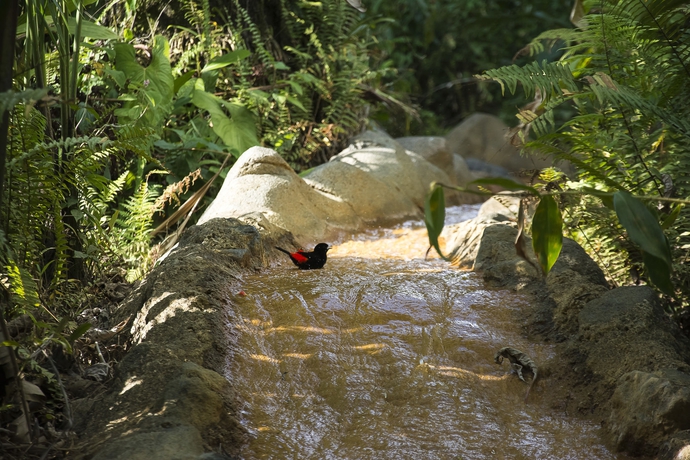 Imagen de los exteriores del Hotel Arenal Paraíso Resort and Thermo Mineral Hot Springs. Foto 8