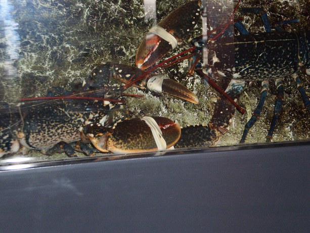 Imagen del bar/restaurante del Hotel Armoricaine. Foto 3