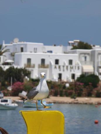 Imagen general del Hotel Artemis, Ant&iacute;paros Ciudad. Foto 3
