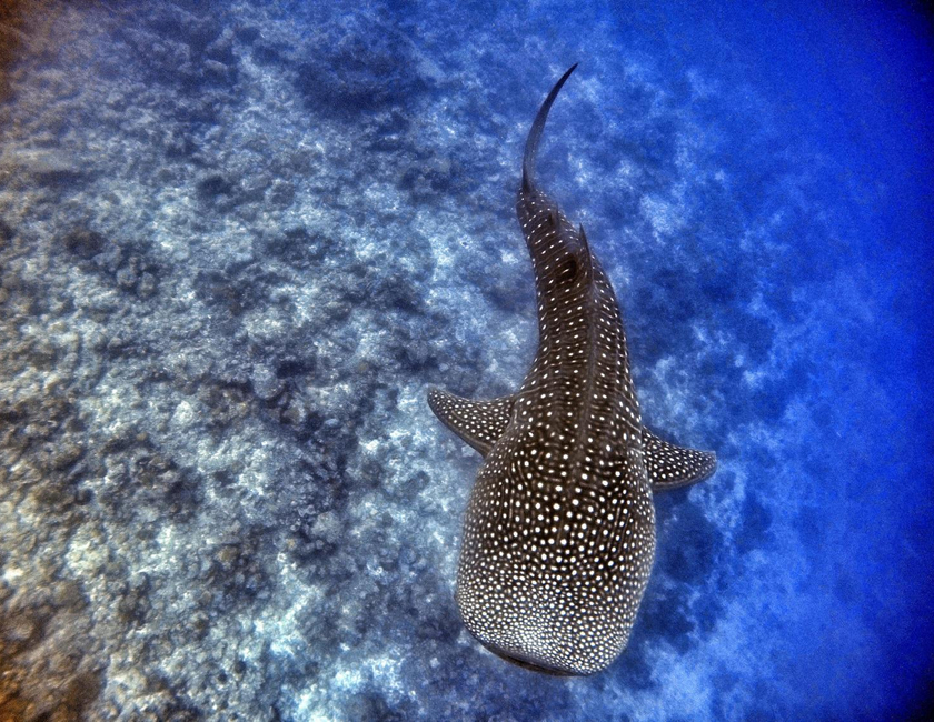 Imagen general del Hotel Athiri Beach Maldives. Foto 6