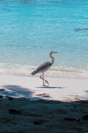 Imagen general del Hotel Atoll Retreat. Foto 7