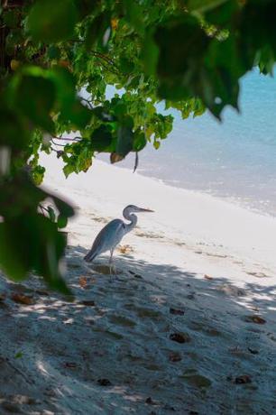 Imagen general del Hotel Atoll Retreat. Foto 10