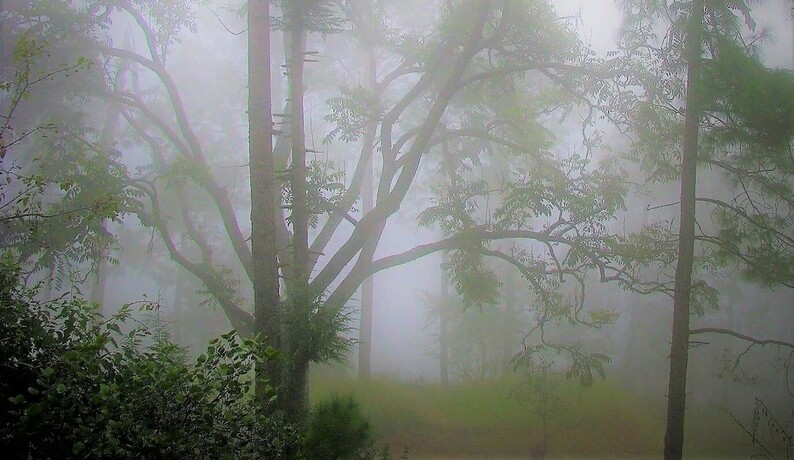 Imagen general del Hotel Ayush Cottages by OpenSky. Foto 11