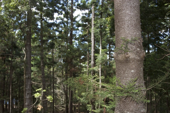 Imagen de la habitación del Hotel Azabu Boutique Accommodation Byron Bay. Foto 12
