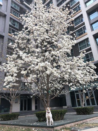 Imagen general del Hotel BEIJING SEASONS PARK APARTMENT. Foto 5