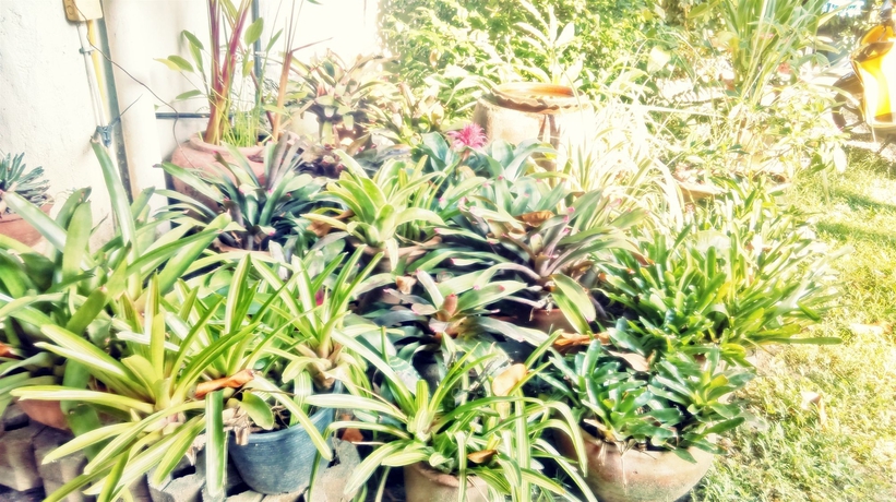 Imagen de los exteriores del Hotel Baan Songjum Homestay. Foto 13