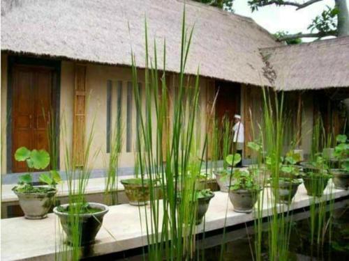 Imagen general del Hotel Baliwood Resort - The Mansion. Foto 15