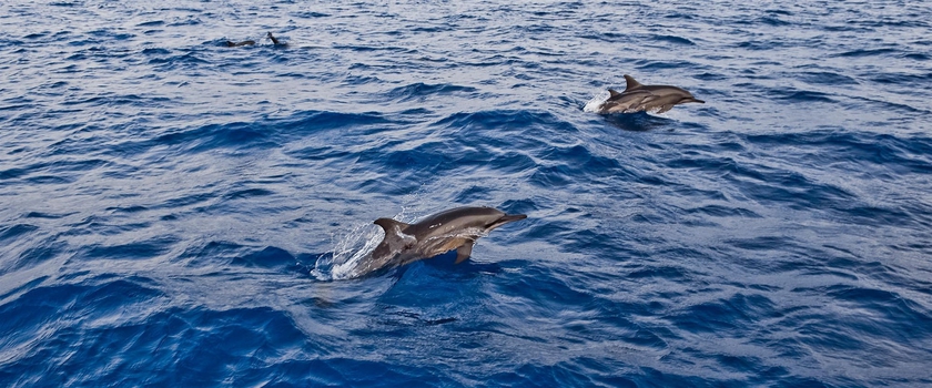 Imagen de los exteriores del Hotel Bandos Maldives. Foto 11