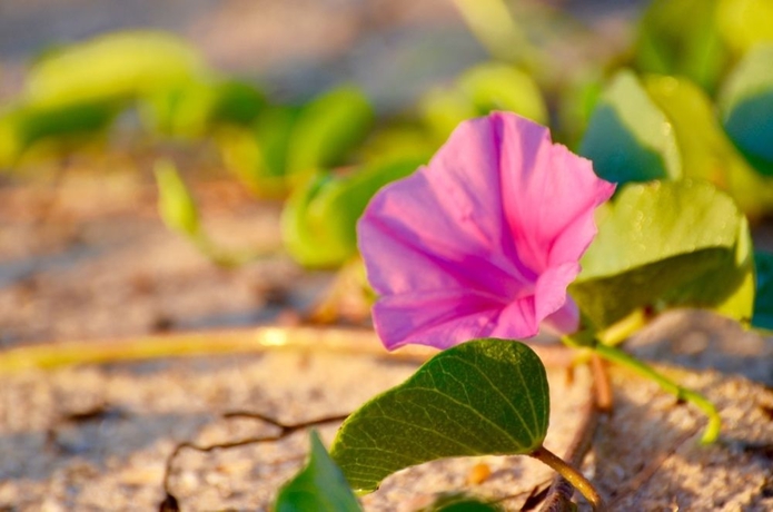 Imagen de los exteriores del Hotel Bansonmanee Homestay. Foto 5