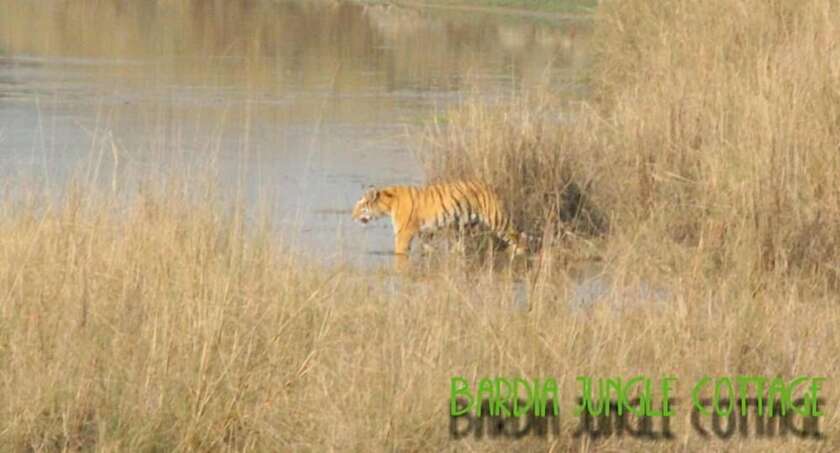 Imagen general del Hotel Bardia Jungle Cottage. Foto 4