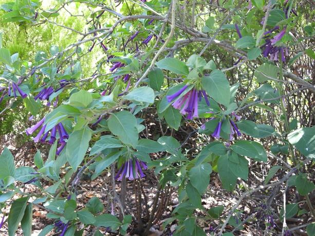 Imagen de los exteriores del Hotel Barossa Best. Foto 17