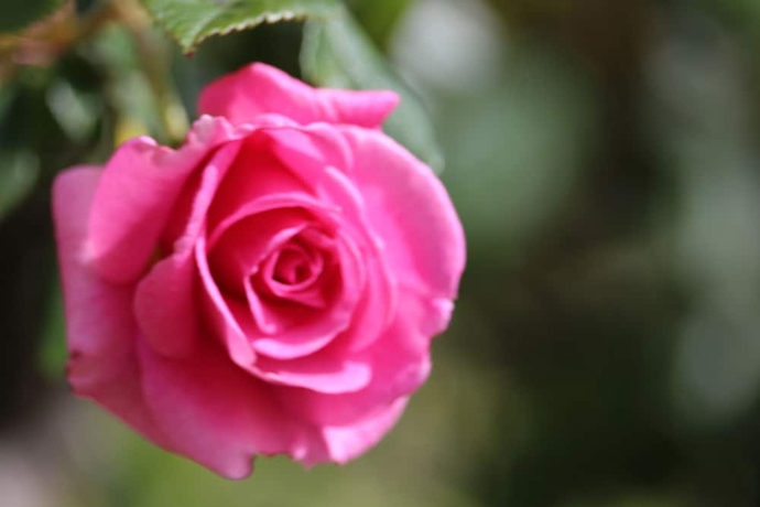 Imagen de la habitación del Hotel Barossa House. Foto 9