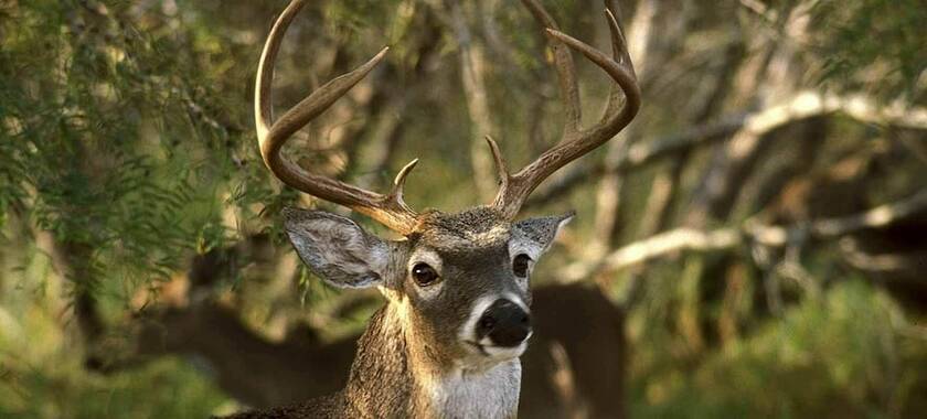 Imagen general del Hotel Bass Inn - Choke Canyon National Park. Foto 8