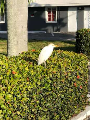 Imagen general del Hotel Bay Breeze Inn Bradenton Downtown. Foto 9
