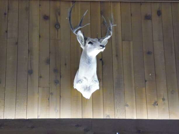 Imagen general del Hotel Bear Lodge Motel. Foto 5